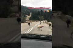 Σρόιτερ – Μπούκη: Δείτε την αντίδραση της κόρης τους όταν βρήκαν πρόβατα στον δρόμο