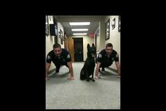 Σκύλος της αστυνομίας που κάνει push ups μαζί με τους συναδέλφους του - ΒΙΝΤΕΟ