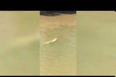 Viral video: Σπάνιος λευκός κροκόδειλος ανακαλύφθηκε σε ποτάμι της Αυστραλίας