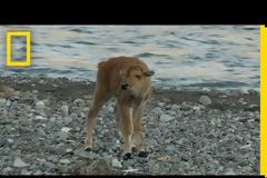 Μικρά ζώα και πτηνά έρχονται αντιμέτωπα με τους φόβους τους και τα καταφέρνουν! [vid]