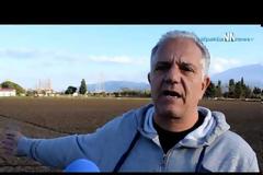 Αντίρριο: Αγέλη αδέσποτων σκυλιών σκότωσε, έφαγε και τραυμάτισε αρνιά μέσα σε στάβλο (ΔΕΙΤΕ ΒΙΝΤΕΟ)