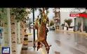 Ψαχνά: Σάλος για τα σκοτωμένα ελάφια που ήταν κρεμασμένα έξω από κρεοπωλείο (ΒΙΝΤΕΟ)