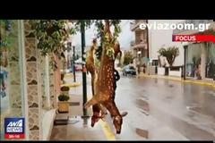 Ψαχνά: Σάλος για τα σκοτωμένα ελάφια που ήταν κρεμασμένα έξω από κρεοπωλείο (ΒΙΝΤΕΟ)
