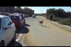 Αγρίνιο: Κίνδυνος - θάνατος τα πρόβατα στην περιμετρική [photos+video]