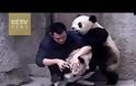 Panda αρνούνται να πάρουν το φάρμακο τους με ξεκαρδιστικό τρόπο [video]