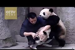 Panda αρνούνται να πάρουν το φάρμακο τους με ξεκαρδιστικό τρόπο [video]