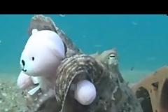 Όταν ένα χταπόδι ερωτεύτηκε ένα αρκουδάκι... [video]