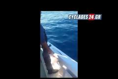 Η ψαριά της χρονιάς - Έβγαλαν σφυρίδα 63 κιλών! - ΦΩΤΟ ΚΑΙ ΒΙΝΤΕΟ