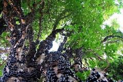 Το δέντρο‑Φρανκενστάιν που παράγει 40 διαφορετικούς καρπούς [video]