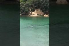 Σοκαριστικό βίντεο: Δύο όρκες περνούν δίπλα από παιδάκια που κολυμπούν