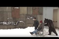 Αρκούδα παραλαμβάνει από το νοσοκομείο τον καθηλωμένο σε καροτσάκι εκπαιδευτή της [video]