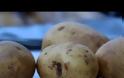 Προσοχή στις πατάτες που έχουν αυτή την όψη – Τι κίνδυνος υπάρχει [video]