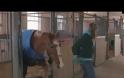 Αυτό το άλογο πήγαινε για σφαγή - Όταν όμως το κοίταξαν στα μάτια, πραγματικά τα έχασαν… [video]