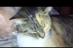 Choco & Loulou