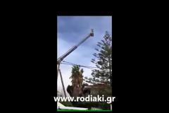 Επιχείρηση γατάκι για Π.Υ και Τροχαία στη Ρόδο
