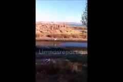 Νεαρό φλαμίνγκο κάνει βόλτες στην παραλία των Λύχνων στη Λήμνο [video]