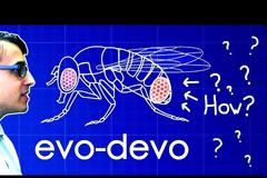 Evo-Devo (Despacito Biology Parody)