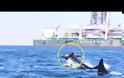 H στιγμή που φάλαινες - δολοφόνοι επιτίθενται σε δελφίνι