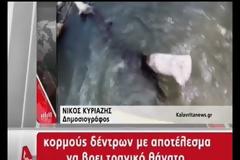 Τραγωδία στο Λάδωνα: «Δεν είναι δυνατό να την αφήσουν και να φύγουν», λέει ο πατέρας της 40χρονης