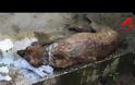 Σπαρακτικό: Μισοκαμένος σκύλος σπαρταράει σαν το ψάρι προσπαθώντας να κρατηθεί στη ζωή - Χίλια μπράβο στους διασώστες [video]