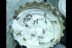 Έχετε μυρμήγκια στο σπίτι; Ξεφορτωθείτε τα με έναν απλό τρόπο [video]