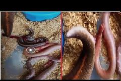 Βόας γεννά έξι φιδάκια live και προκαλεί εγκεφαλικά στο διαδίκτυο [video]