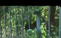 Μάζεψαν την Λουκά από τον Εθνικό Κήπο... (VIDEO)