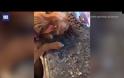 Σκύλος σκαρφαλώνει σε έναν άλλον για να κλέψει φαγητό από τον πάγκο της κουζίνας
